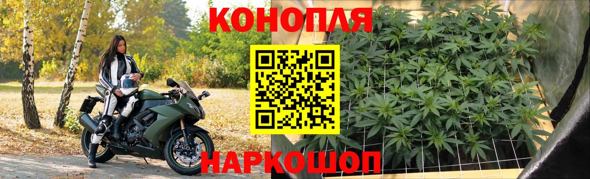 Канабис сатива Кимовск